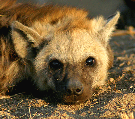 6211423Hyena-140k.gif