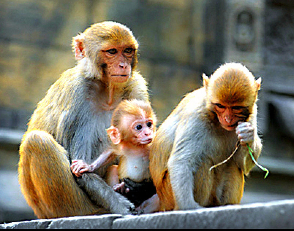 A Monkey Family  by seshadri sreenivasan