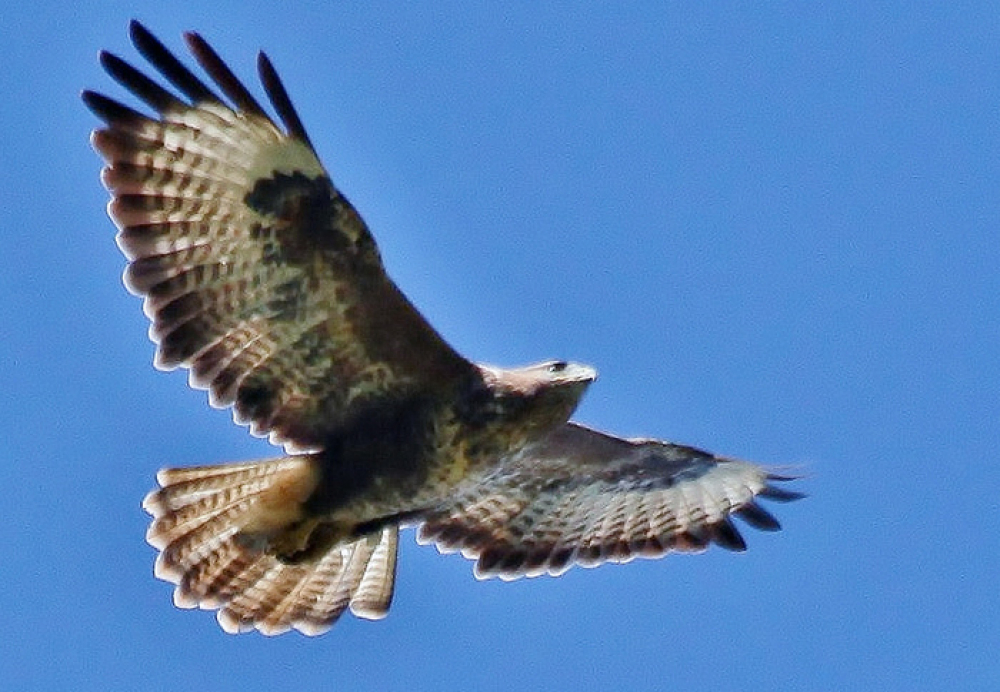 Buzzard in flight by dodgement