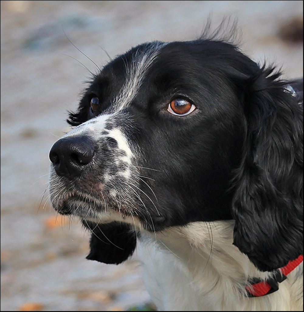 black and white springer spaniel teddy