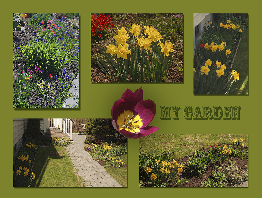 In My Memory s Garden By Fm Wright in-my-memory-s-garden-by-fm-wright