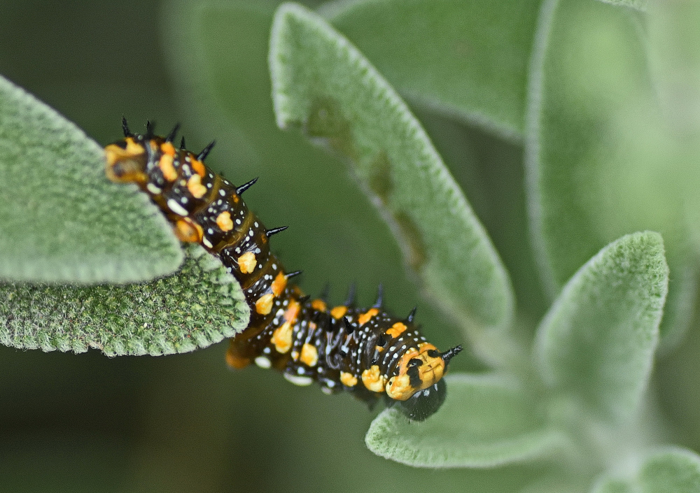 Citrus Caterpillar by Zilyram