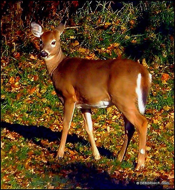 Female store deer doe