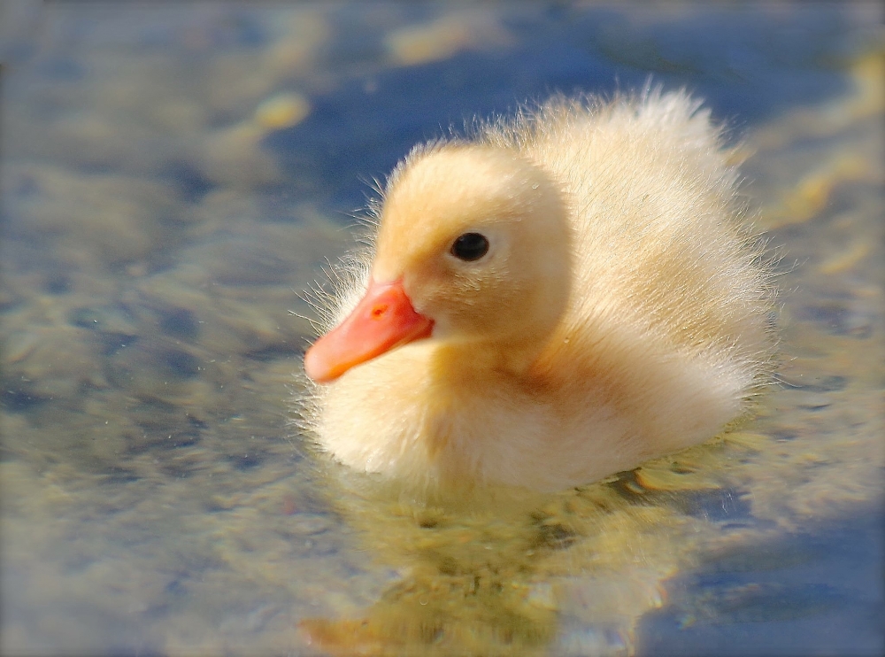 duckworth yellow duck