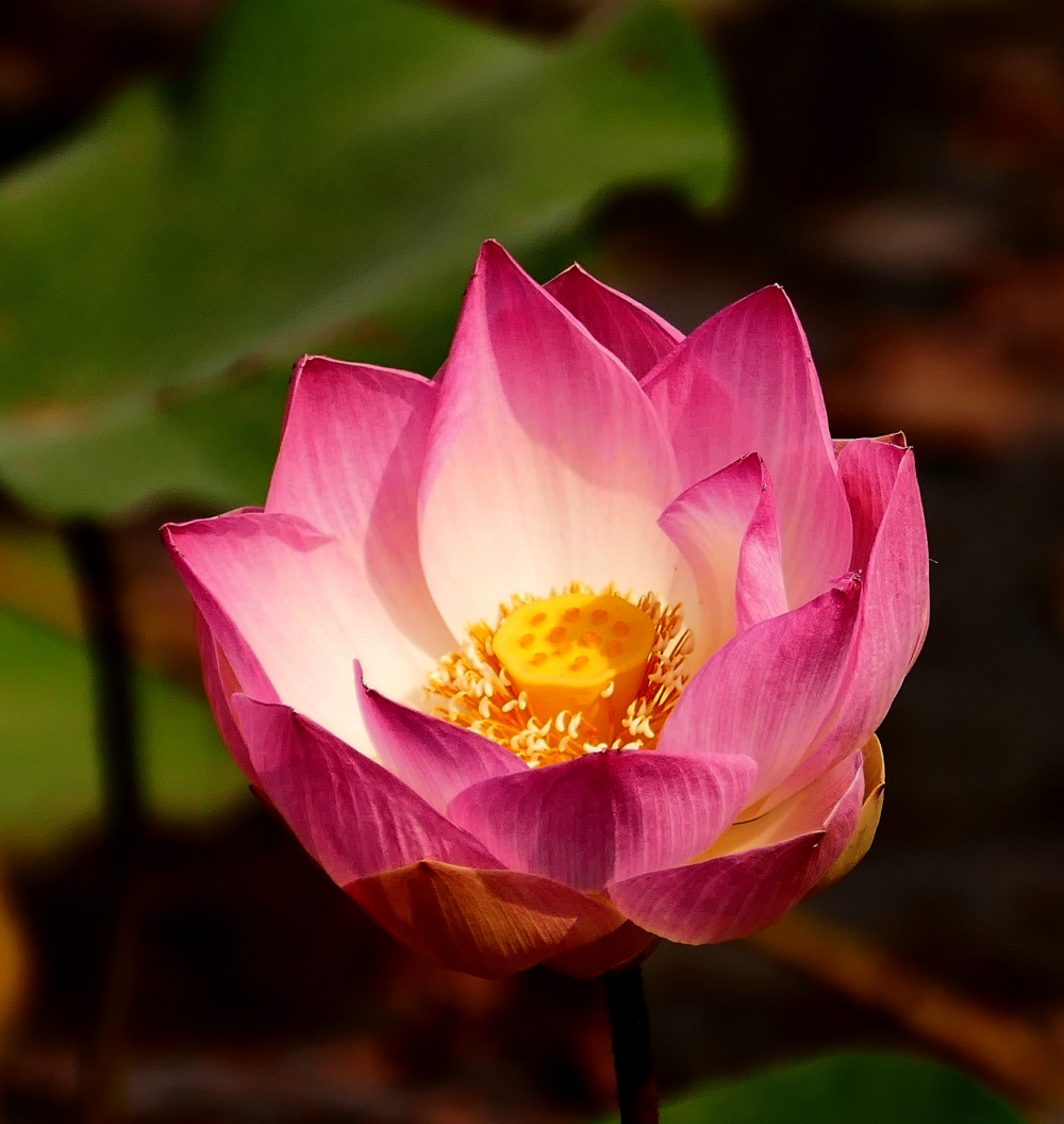 the-national-flower-of-india-by-supergold