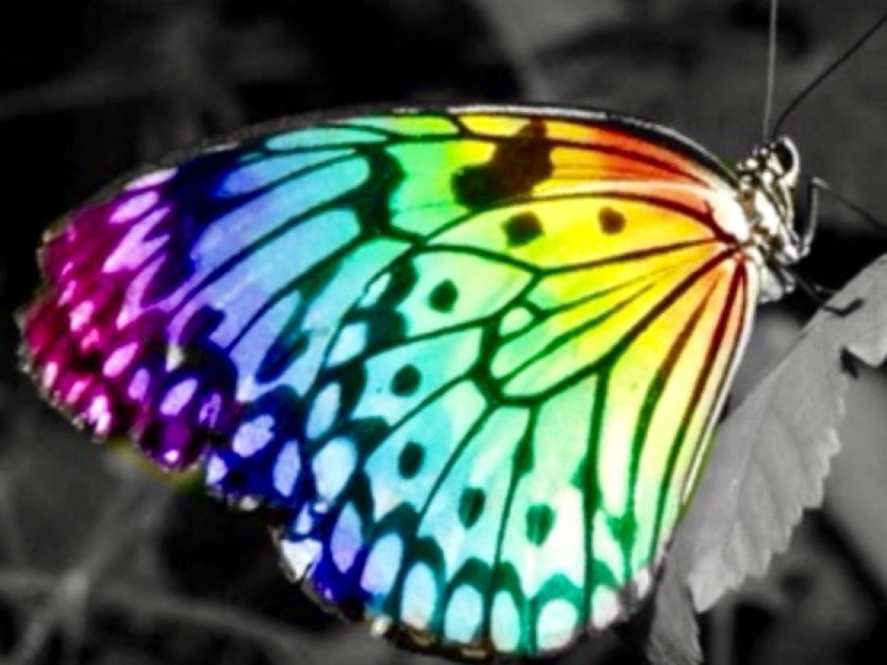 Видео где бабочка. Бабочка Кернс Бердвинг. Dаnаus сhrisiррus. Красивые бабочки. Радужных бабочек.