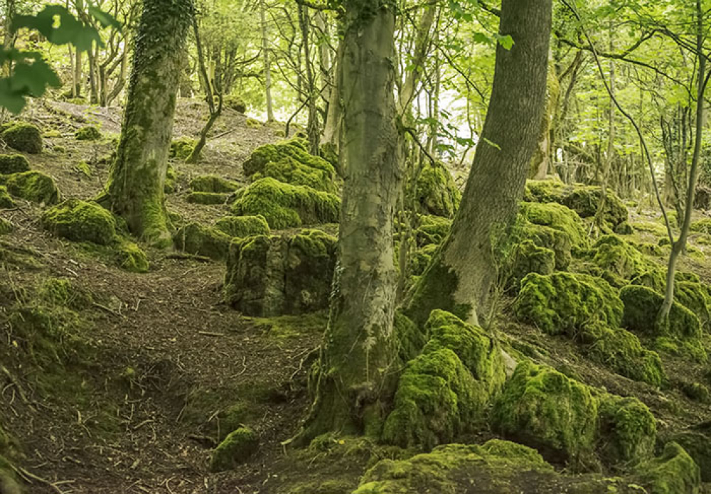 Woodlands Walk View by nikman