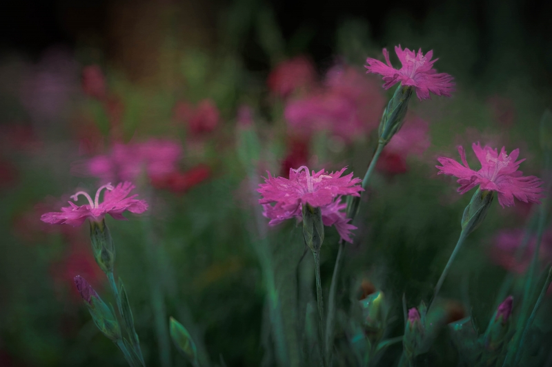 Field of Dianthus by Stringbean