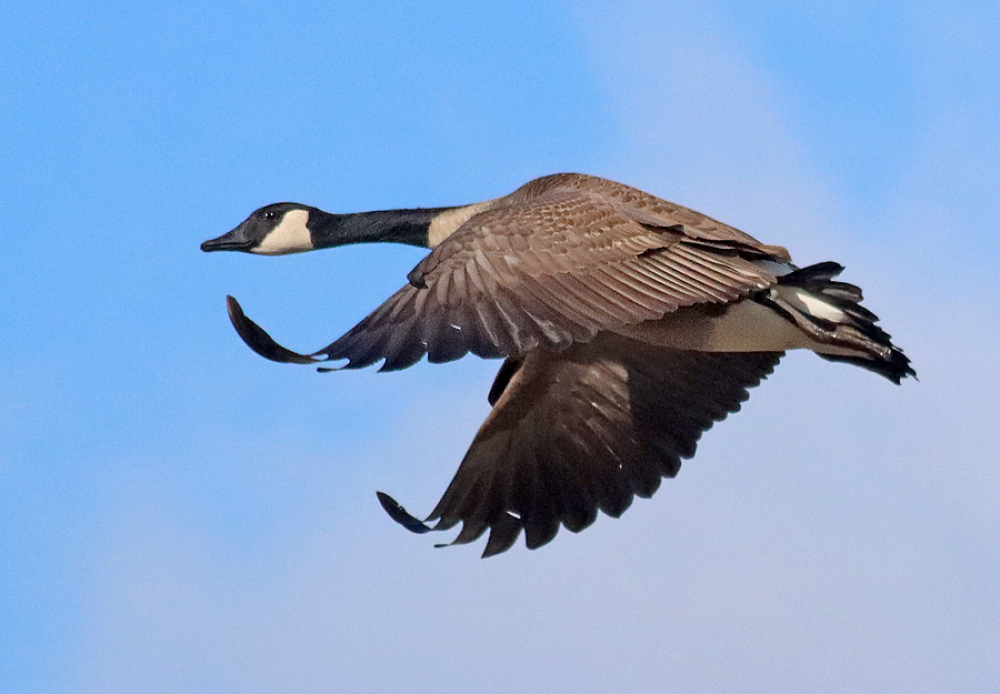 Canada goose flying by barbara l 