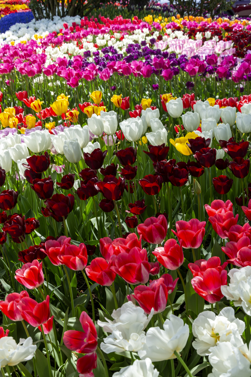 - Tulip Extravaganza: An Eye-Catching Faux Tulip Wreath For A Festive Touch