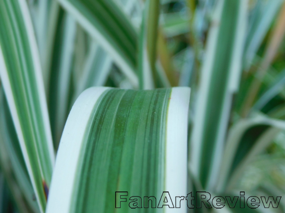 nature-s-stripes-by-chloeprice
