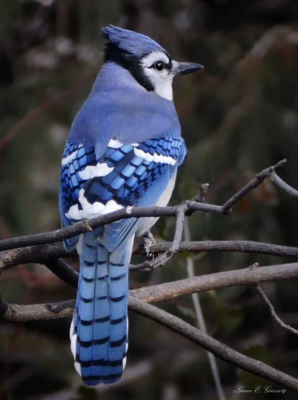Blue Jay By Envision